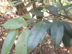 Ilex formosana