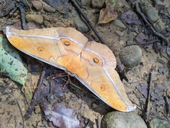 Antheraea formosana