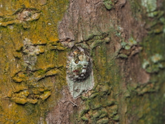 Phyllomegacopta majuscula