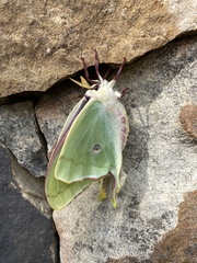 Actias luna