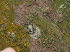 Phyllomegacopta majuscula