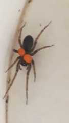 Araneae