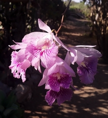Broughtonia lindenii