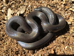 Amblyodipsas polylepis