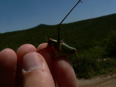Barbitistes fischeri