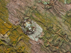 Phyllomegacopta majuscula