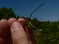 Barbitistes fischeri