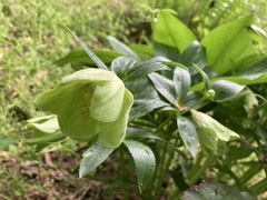 Helleborus viridis