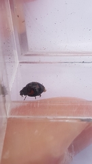 Exochomus quadripustulatus