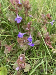 Glechoma hederacea