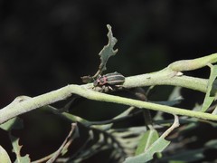 Eudiagogus episcopalis