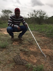Bitis arietans arietans