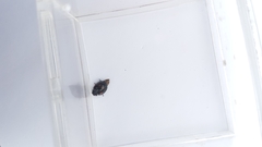 Exochomus quadripustulatus