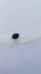 Exochomus quadripustulatus