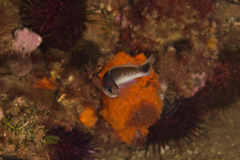 Trachinops caudimaculatus