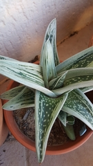 × Gasteraloe