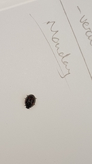 Exochomus quadripustulatus