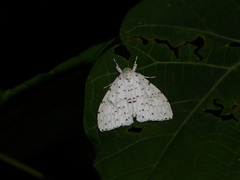 Lymantria ganara