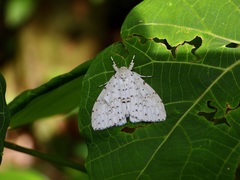 Lymantria ganara