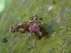 Striglocyrbasia meguae
