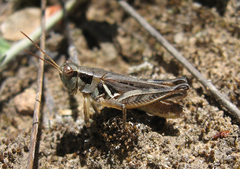 Melanoplus confusus