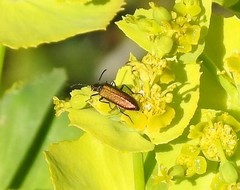 Lobonyx aeneus