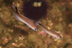 Trachinops caudimaculatus