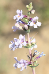 Penstemon buckleyi
