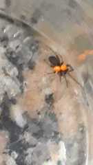 Araneae