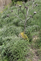 Cynara cardunculus cardunculus