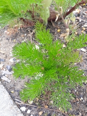 Tripleurospermum inodorum