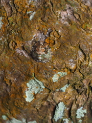 Phyllomegacopta majuscula