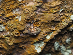 Phyllomegacopta majuscula