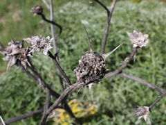 Cynara cardunculus cardunculus