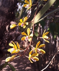 Encyclia fucata