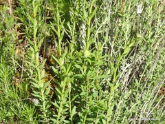 Haplophyllum linifolium