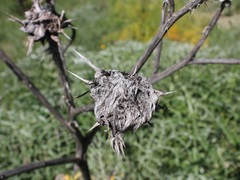 Cynara cardunculus cardunculus
