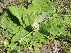 Salvia aethiopis