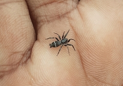 Poecilochroa