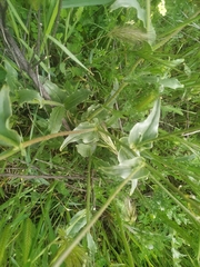 Biscutella auriculata