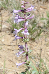 Penstemon buckleyi