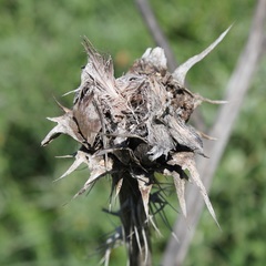 Cynara cardunculus cardunculus