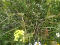 Biscutella auriculata