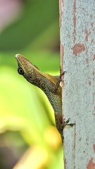 Anolis roquet