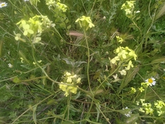 Biscutella auriculata