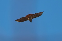 Buteo jamaicensis