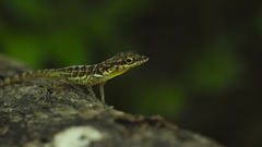 Anolis roquet