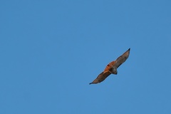 Buteo jamaicensis