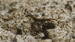 Anolis roquet