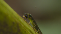 Anolis roquet